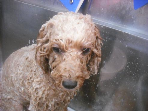 ファイル 2455-2.jpg