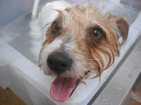 ファイル 2457-2.jpg