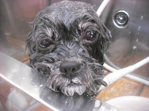 ファイル 2459-2.jpg