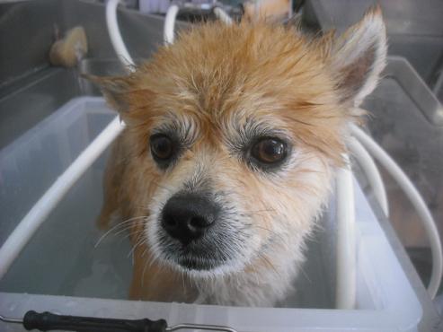 ファイル 2460-2.jpg