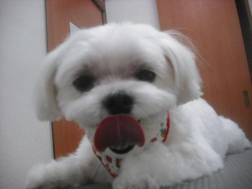 ファイル 2461-1.jpg