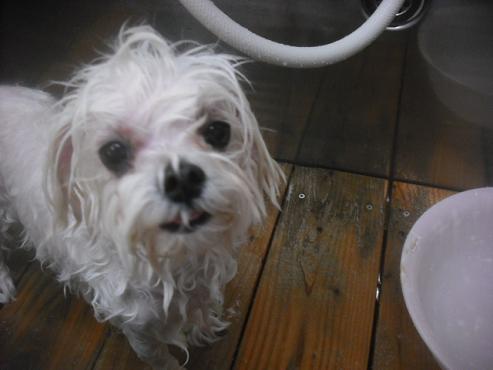 ファイル 2461-2.jpg