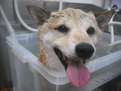 ファイル 2462-2.jpg