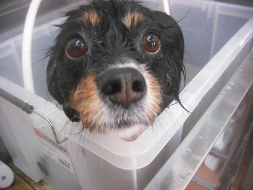 ファイル 2464-1.jpg