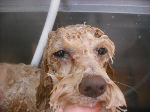 ファイル 2465-2.jpg