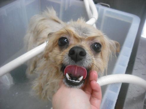 ファイル 2466-2.jpg