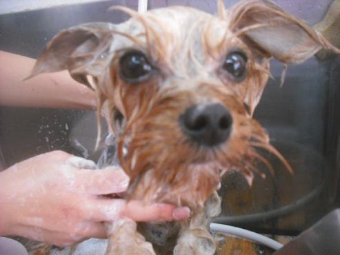 ファイル 2467-2.jpg