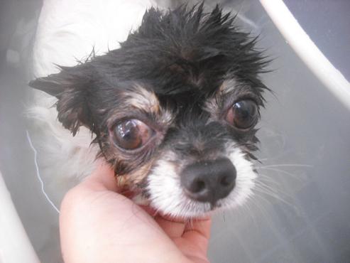 ファイル 2468-2.jpg