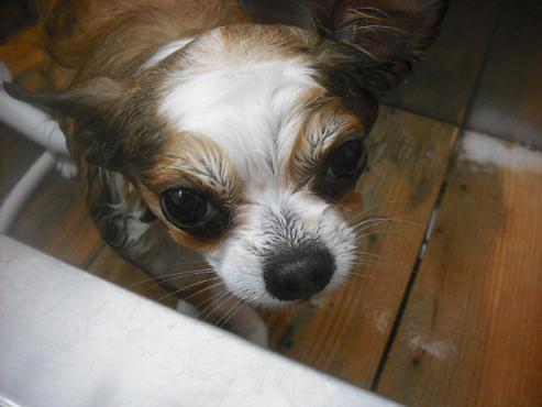 ファイル 2470-2.jpg