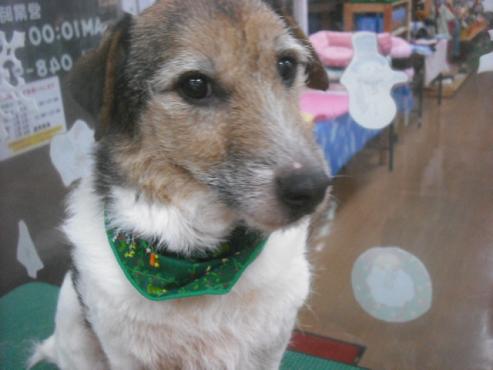 ファイル 2473-1.jpg