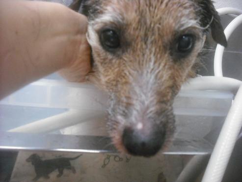 ファイル 2473-2.jpg