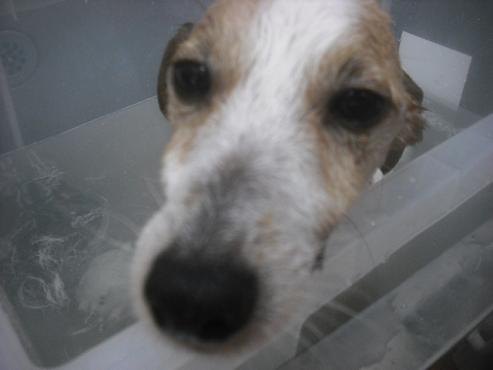 ファイル 2474-2.jpg