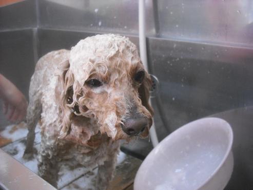 ファイル 2476-2.jpg