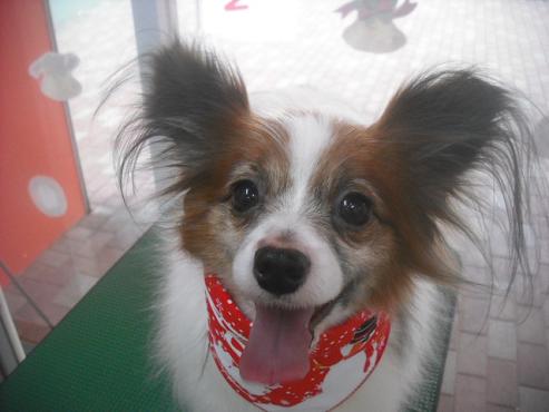 ファイル 2478-1.jpg