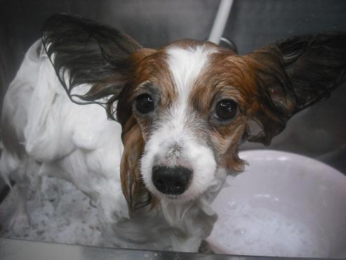 ファイル 2478-2.jpg