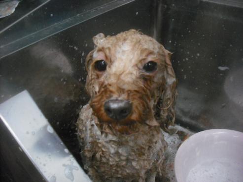 ファイル 2481-1.jpg