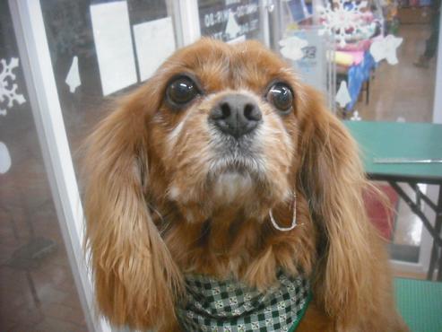 ファイル 2482-1.jpg