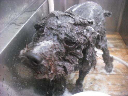 ファイル 2483-2.jpg