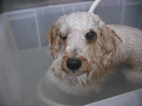 ファイル 2484-2.jpg