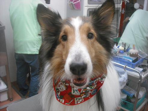 ファイル 2485-1.jpg