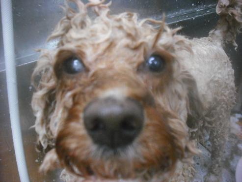 ファイル 2486-2.jpg