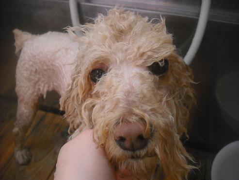 ファイル 2487-2.jpg