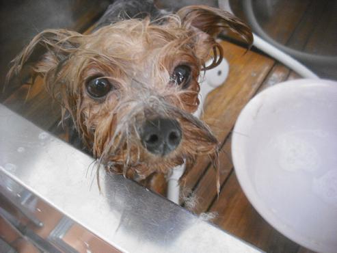 ファイル 2488-2.jpg