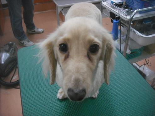 ファイル 2489-1.jpg