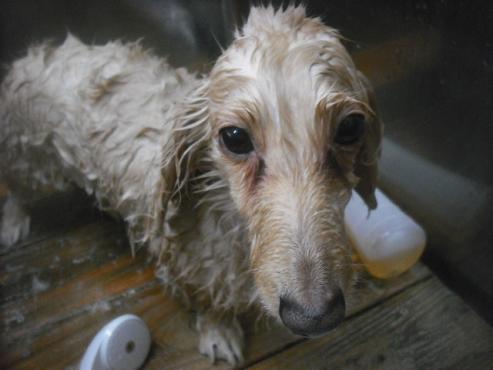 ファイル 2489-2.jpg