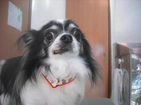 ファイル 2492-1.jpg