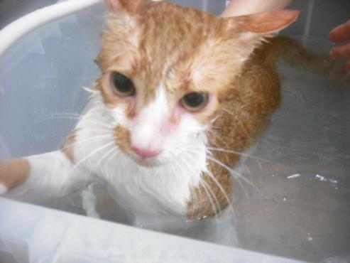 ファイル 2494-2.jpg