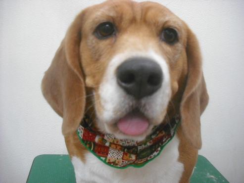 ファイル 2495-1.jpg