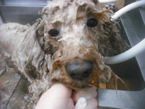 ファイル 2496-1.jpg