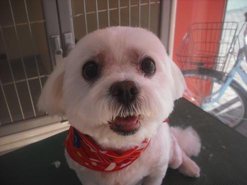 ファイル 2497-1.jpg