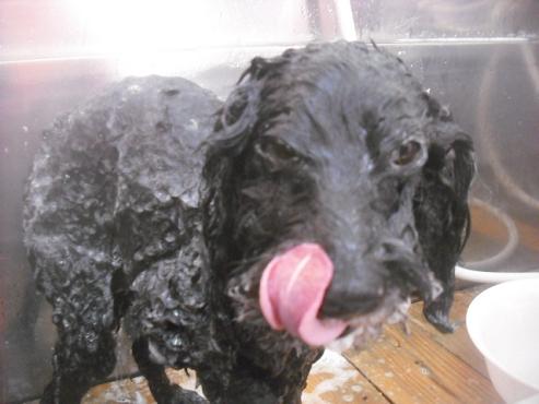 ファイル 2498-2.jpg