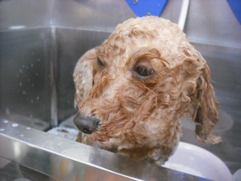 ファイル 2499-2.jpg