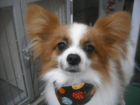 ファイル 2500-1.jpg