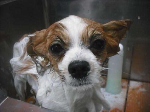 ファイル 2500-2.jpg