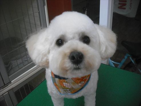 ファイル 2501-1.jpg