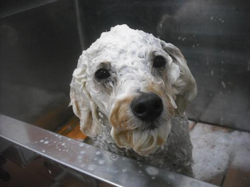 ファイル 2501-2.jpg