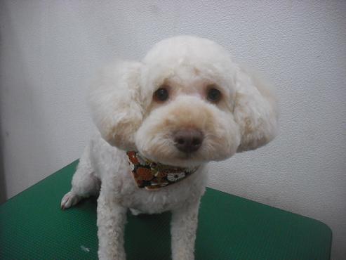 ファイル 2502-1.jpg