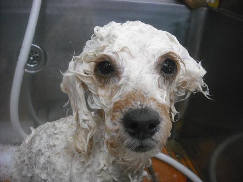 ファイル 2503-2.jpg