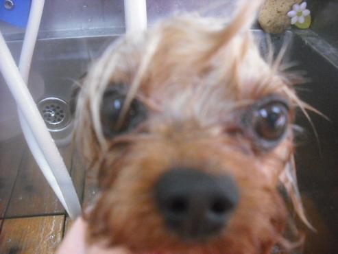 ファイル 2504-2.jpg