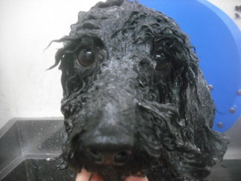 ファイル 2508-2.jpg