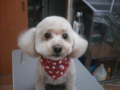 ファイル 2509-1.jpg