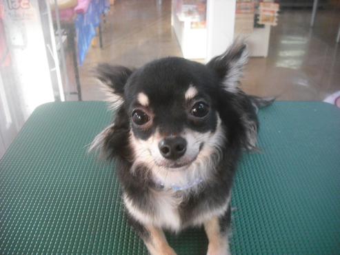 ファイル 2511-1.jpg