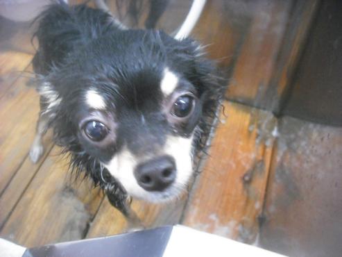 ファイル 2511-2.jpg