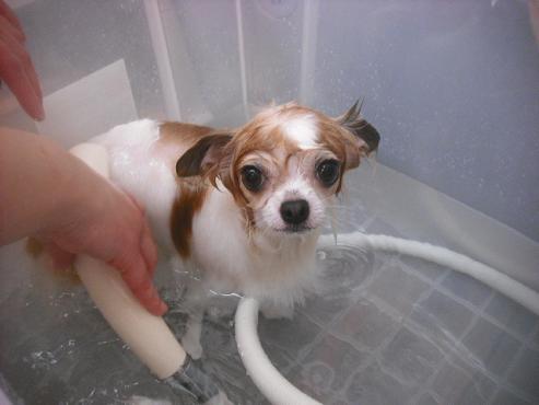 ファイル 2512-2.jpg