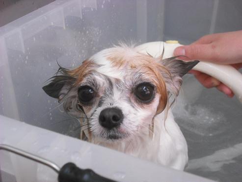 ファイル 2513-2.jpg