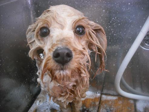 ファイル 2514-1.jpg